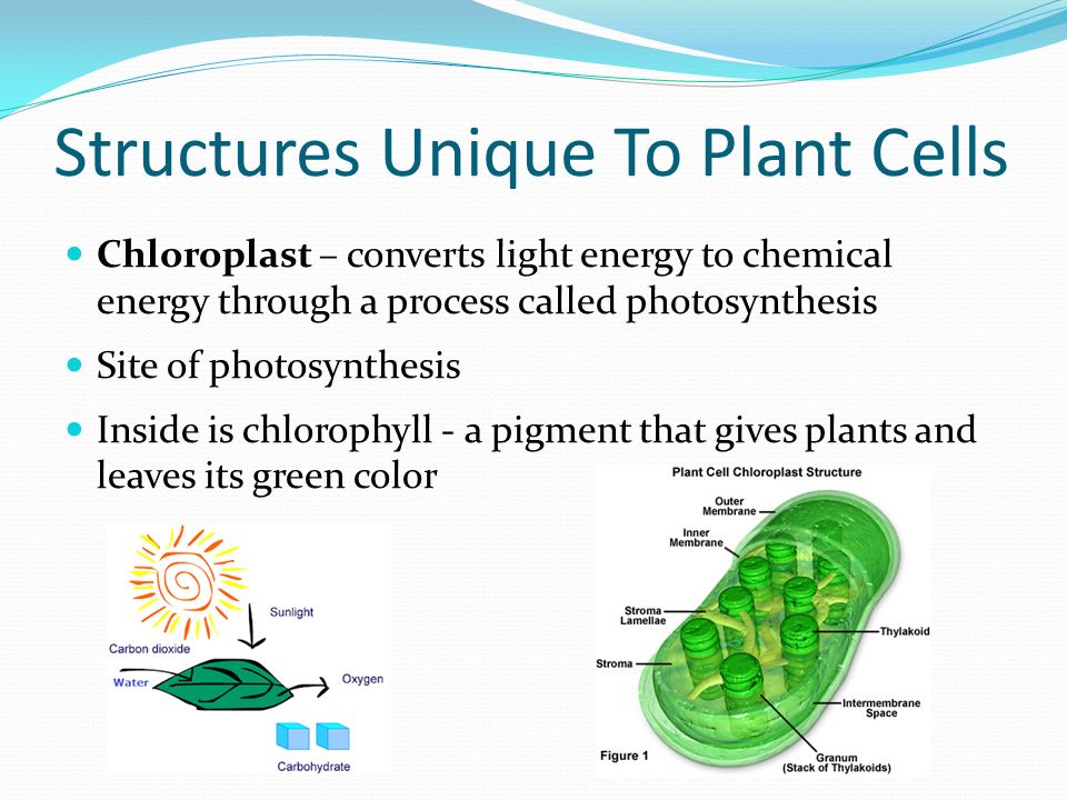 Structures unique to plant cells Structures unique to plant cells