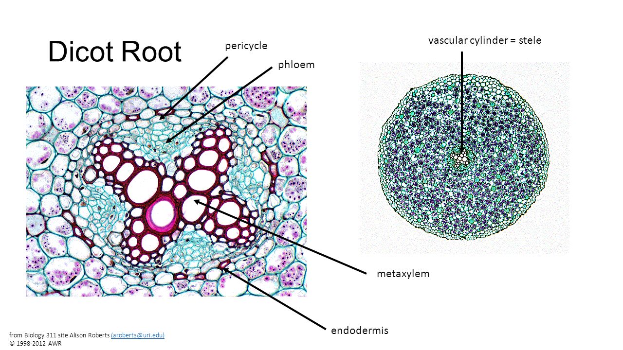 Dicot Root vascular cylinder = stele pericycle phloem metaxylem.