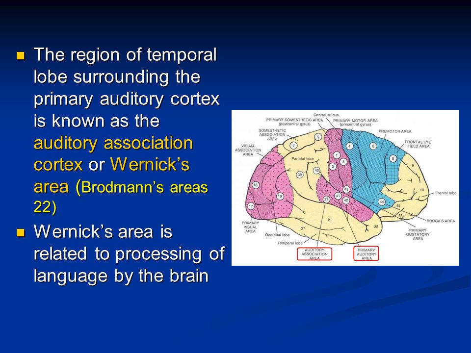The region of temporal lobe surrounding the primary auditory cortex is known as the auditory association cortex or Wernick’s area (Brodmann’s areas 22)