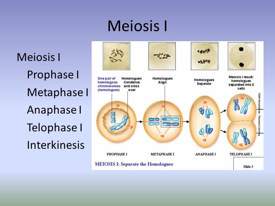 Meiosis I. Meiosis I Prophase I Metaphase I Anaphase I Telophase I Interkin...