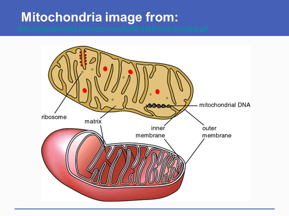 Что такое митохондрии у человека простыми словами. Митохондрия распл. Изображение митохондрии. Структура митохондрии. Строение митохондрии клетки.
