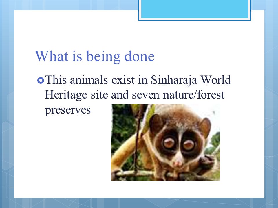 What is being done This animals exist in Sinharaja World Heritage site and seven nature/forest preserves.