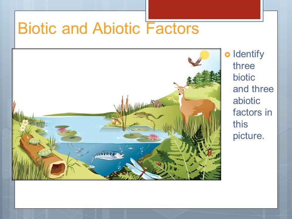Identify three biotic and three abiotic factors in this picture. 