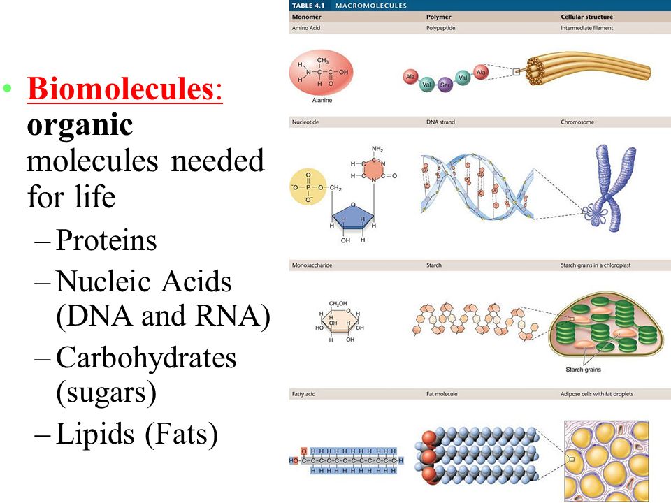 macromolecules in biology also known as biomolecules ppt biomolecules