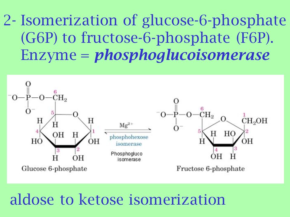 Presentation on theme: "GLYCOLYSIS Glucose ATP Hexokinase ADP Glucose ...