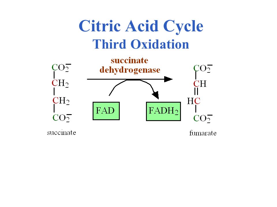 Citric Acid Cycle Third Oxidation
