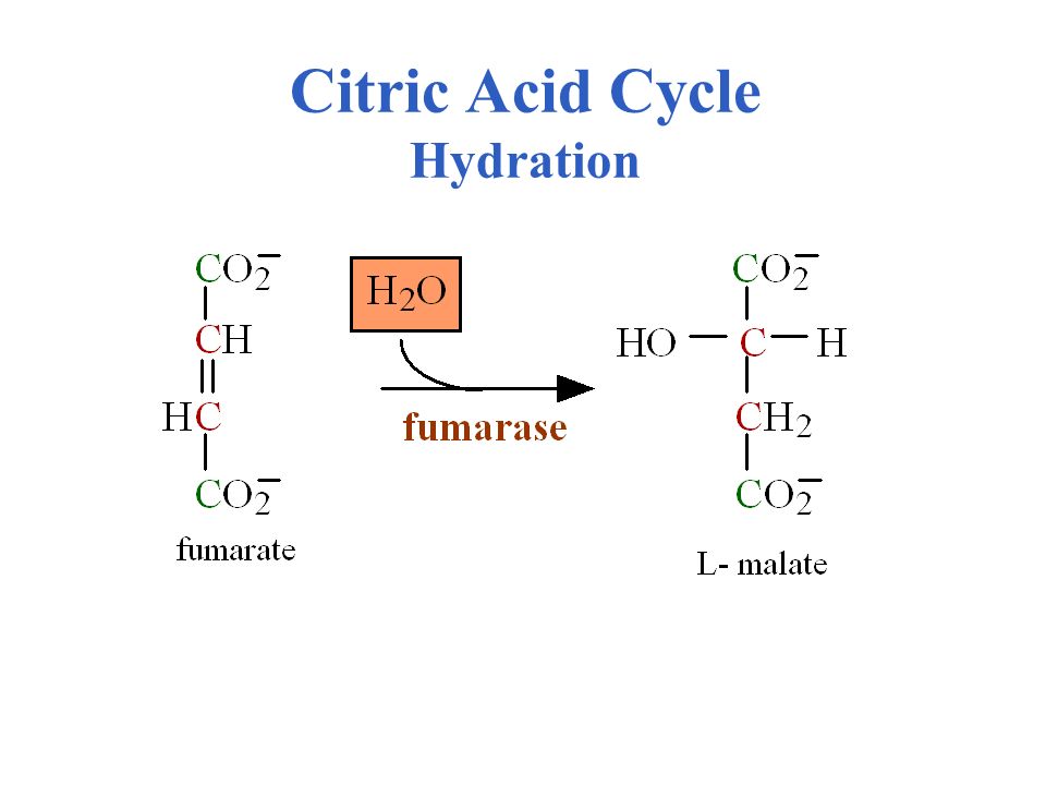 Citric Acid Cycle Hydration