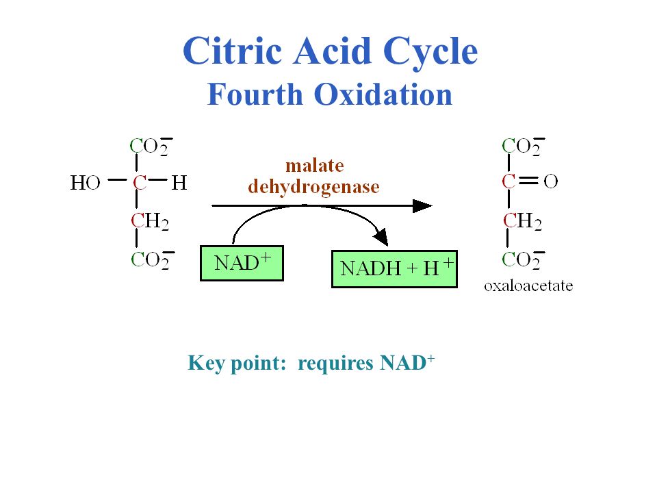 Citric Acid Cycle Fourth Oxidation