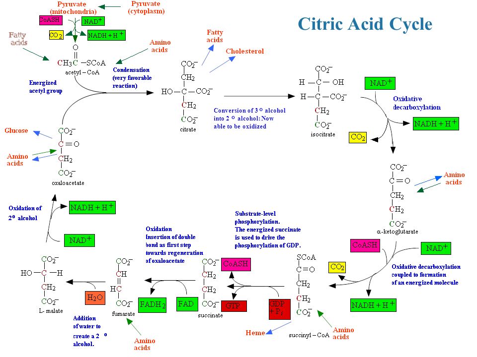 Citric Acid Cycle Conversion of 3 alcohol into 2 alcohol: Now