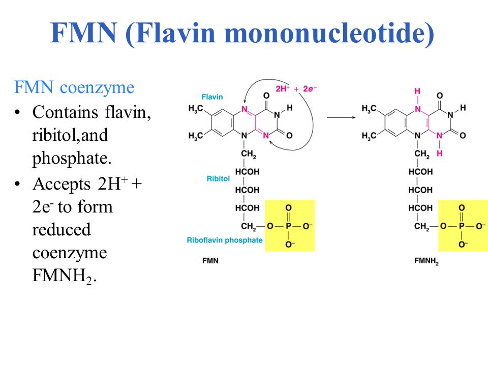 FMN coenzyme. 