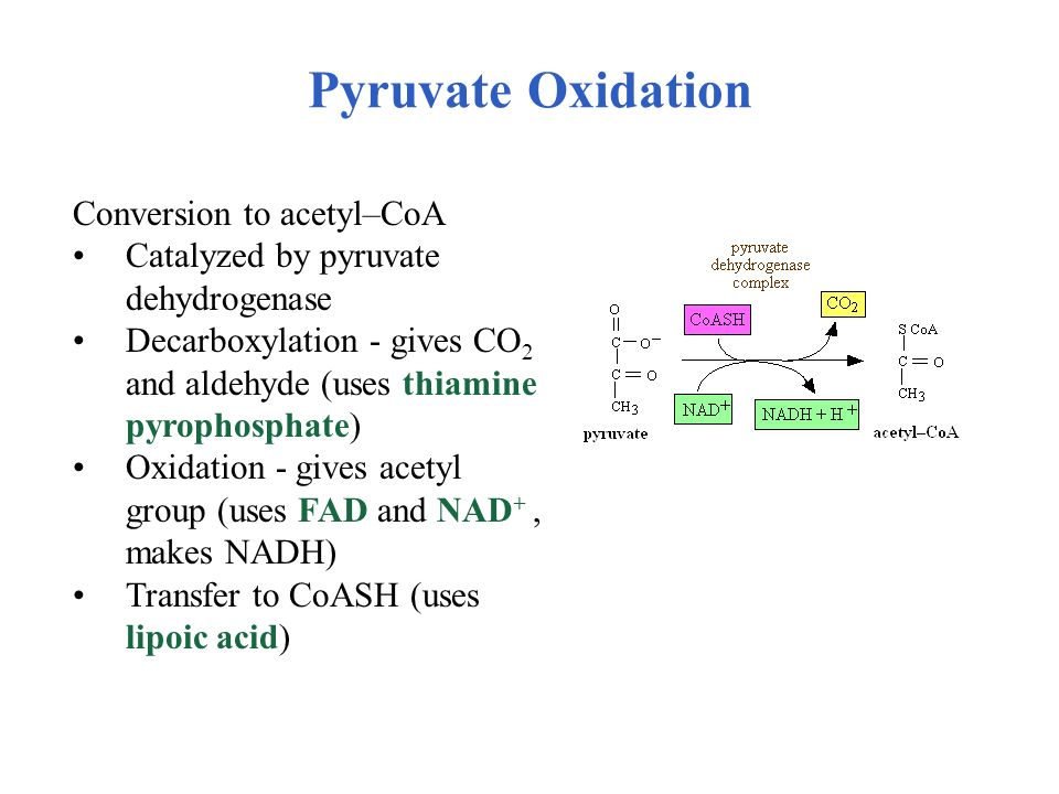 Pyruvate Oxidation Conversion to acetyl–CoA