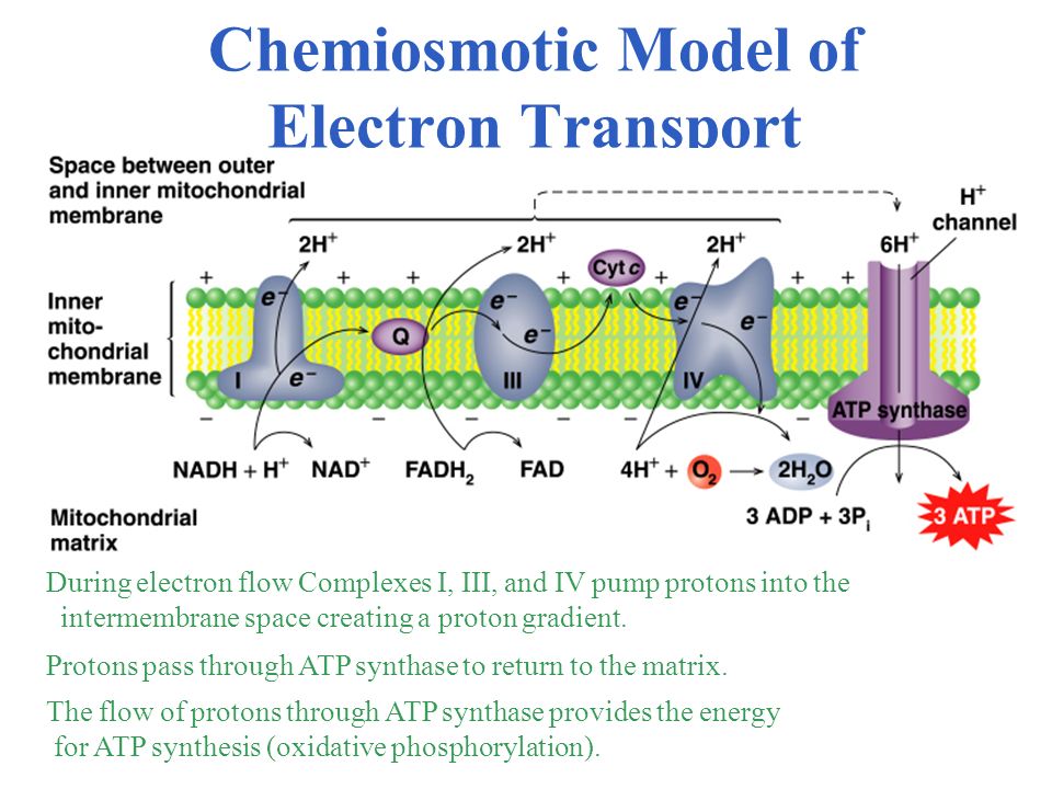Chemiosmotic Model of Electron Transport
