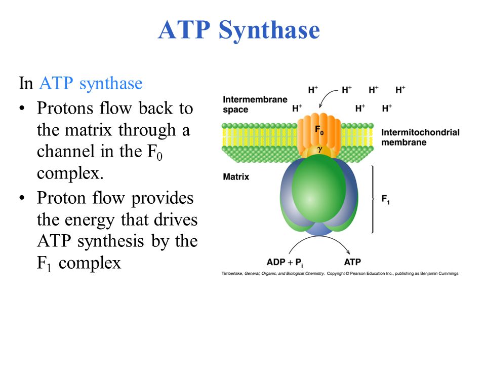 ATP Synthase In ATP synthase