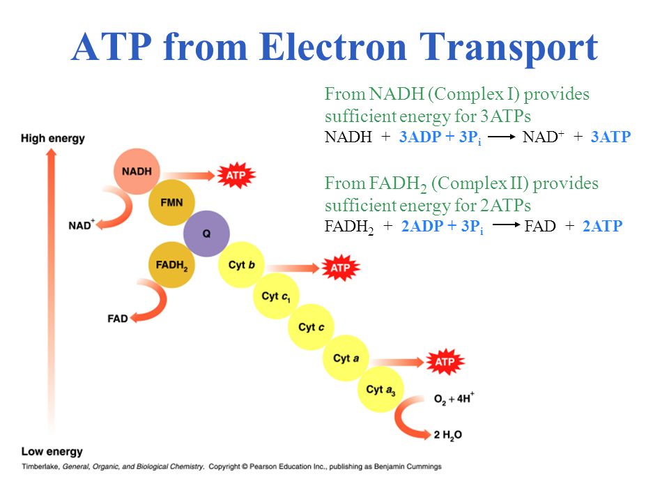 ATP from Electron Transport