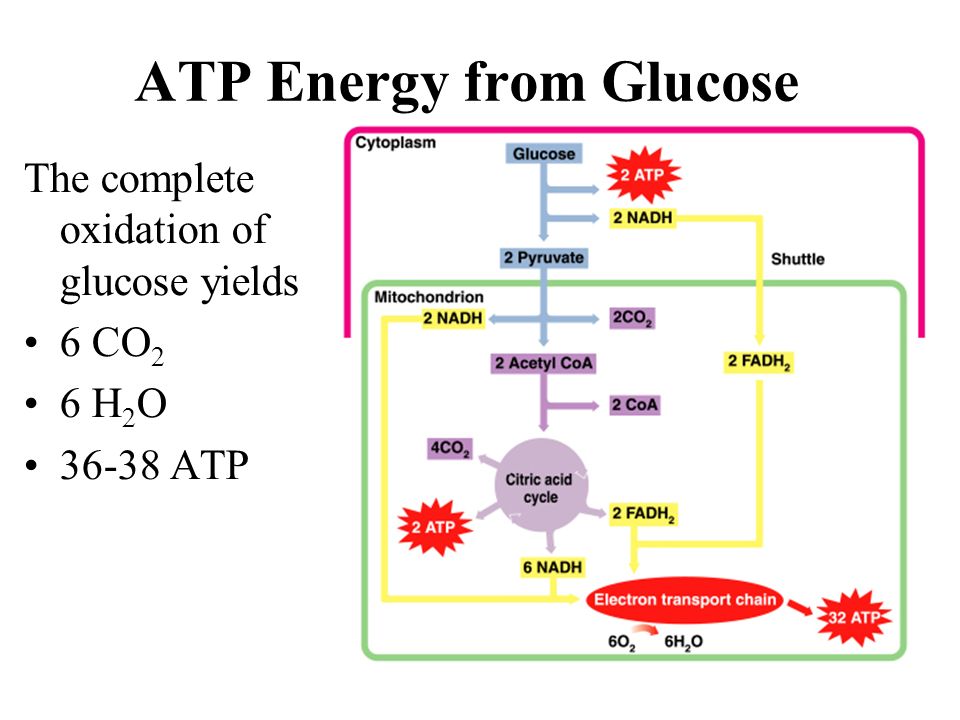 ATP Energy from Glucose