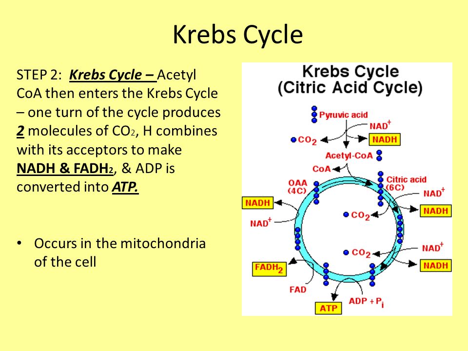 Krebs Cycle.