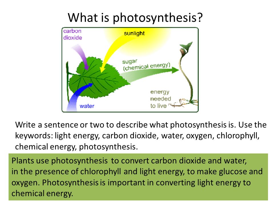 why is light important for photosynthesis