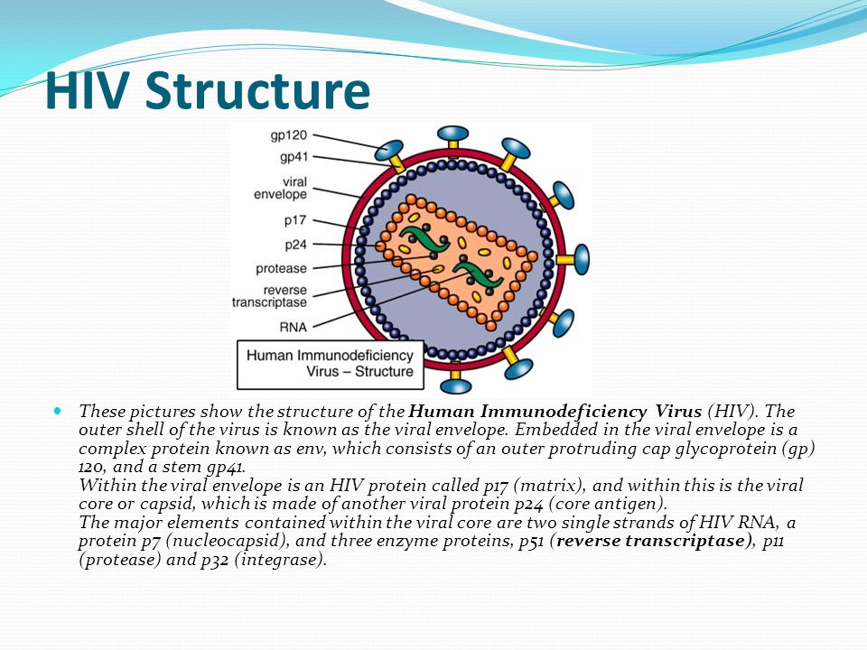 Human immunodeficiency virus. HIV virus structure. Бордетелла pertussis антигенная структура. Антиген вируса иммунодефицита человека gp120 связывается с рецептором. Вирус ВИЧ GP 120 GP 41.