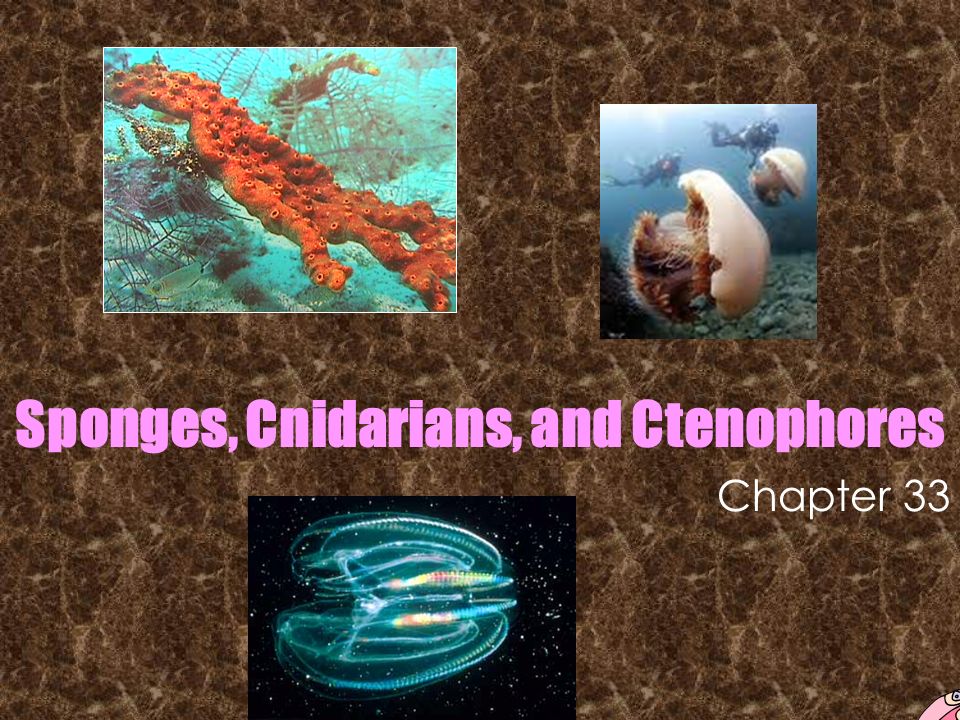 Sponges, Cnidarians, and Ctenophores