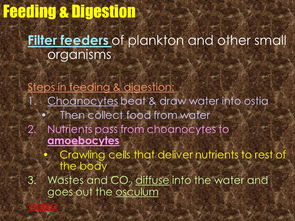 Feeding & Digestion Filter feeders of plankton and other small organisms. Steps in feeding & digestion: