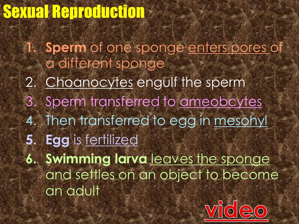 video Sexual Reproduction