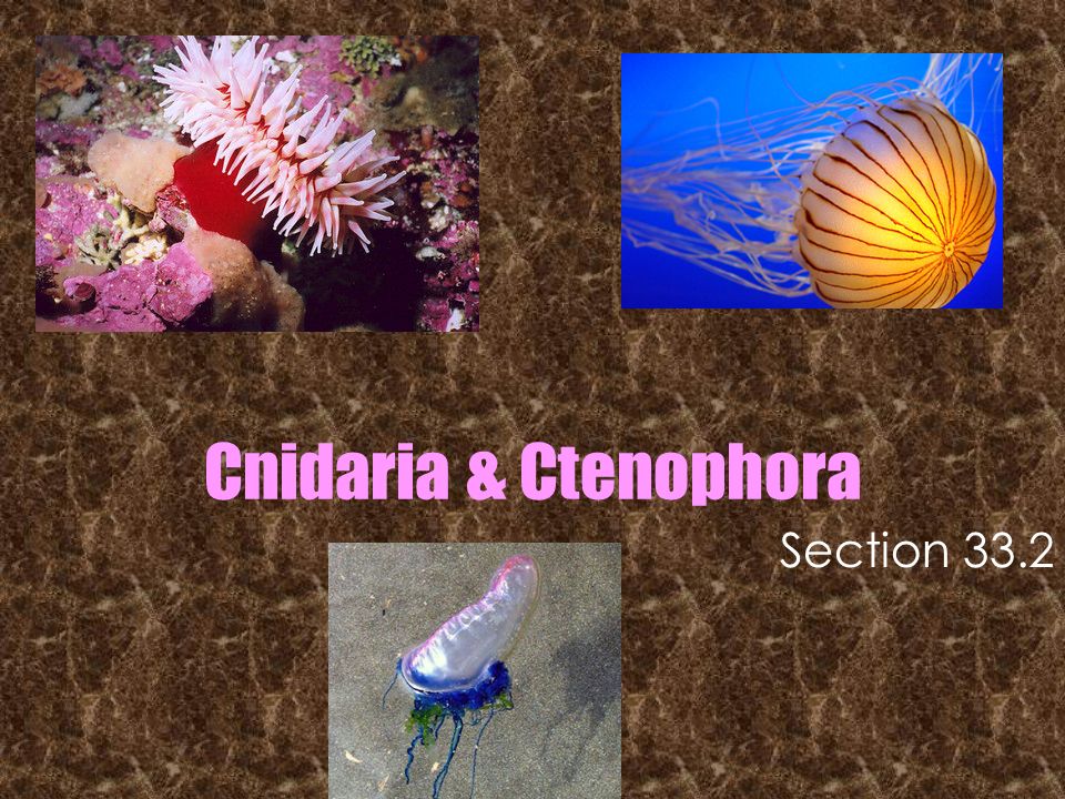 Cnidaria & Ctenophora Section 33.2