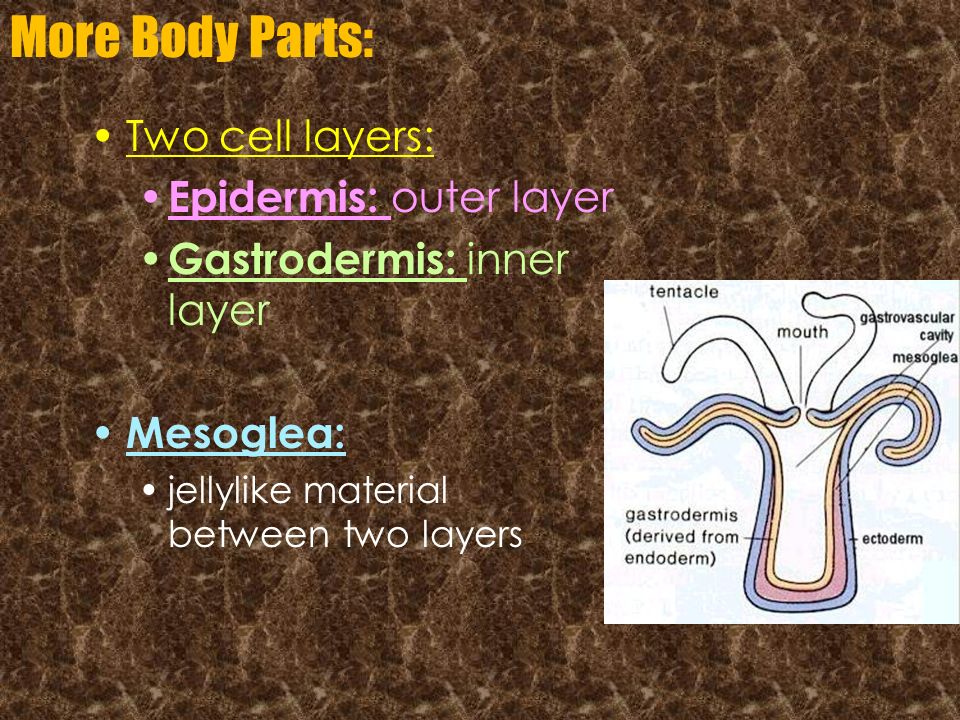 More Body Parts: Two cell layers: Epidermis: outer layer