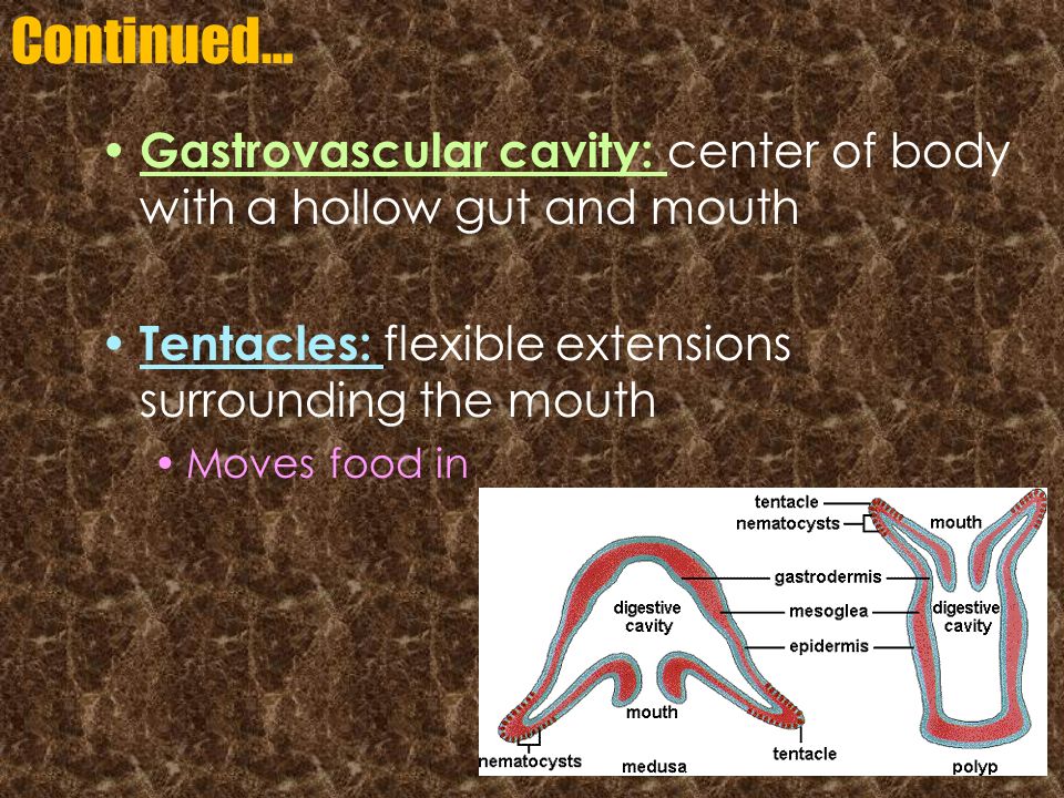 Continued… Gastrovascular cavity: center of body with a hollow gut and mouth. Tentacles: flexible extensions surrounding the mouth.