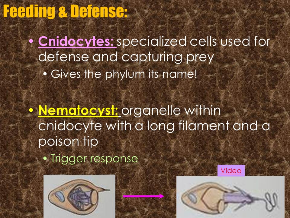 Feeding & Defense: Cnidocytes: specialized cells used for defense and capturing prey. Gives the phylum its name!