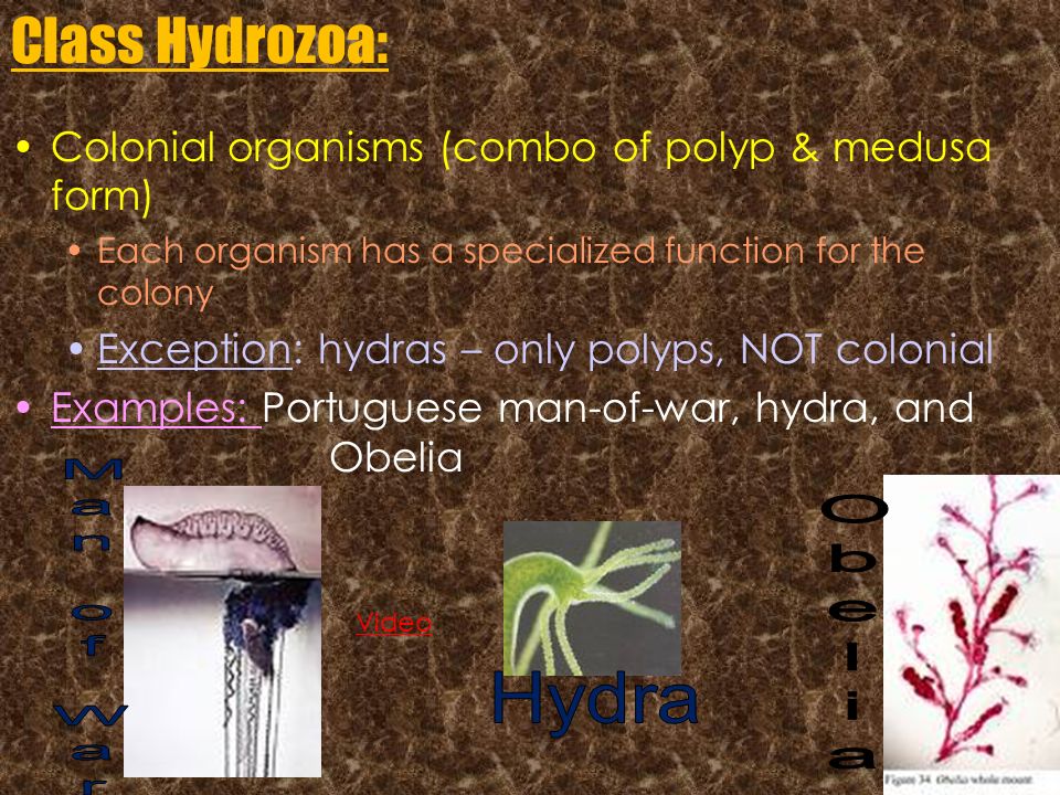 Class Hydrozoa: Man of War Obelia Hydra