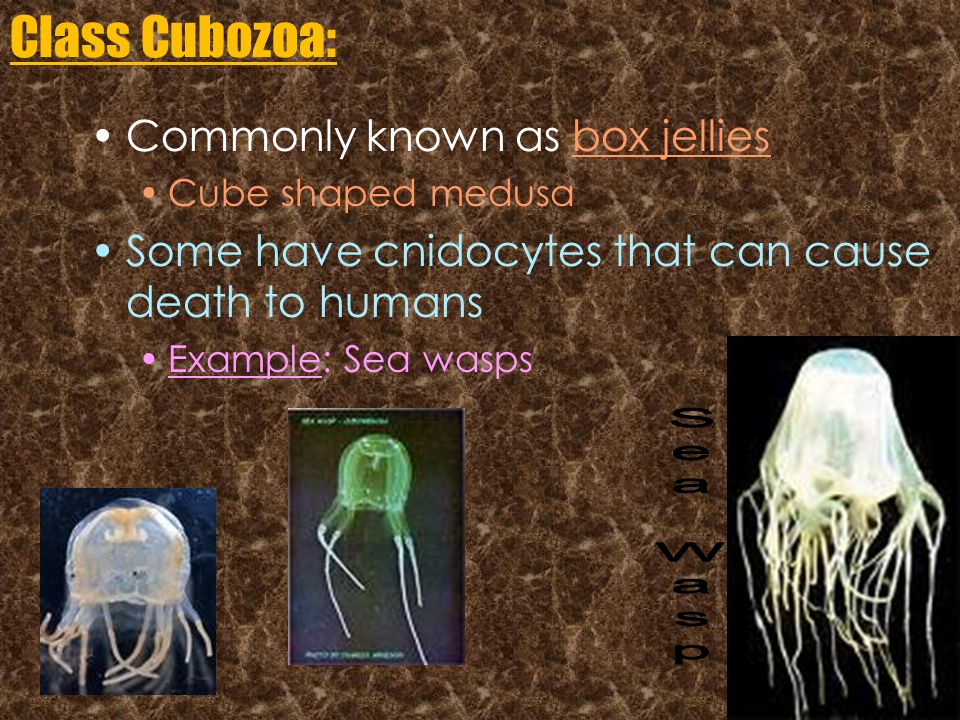 Class Cubozoa: Sea Wasp Commonly known as box jellies