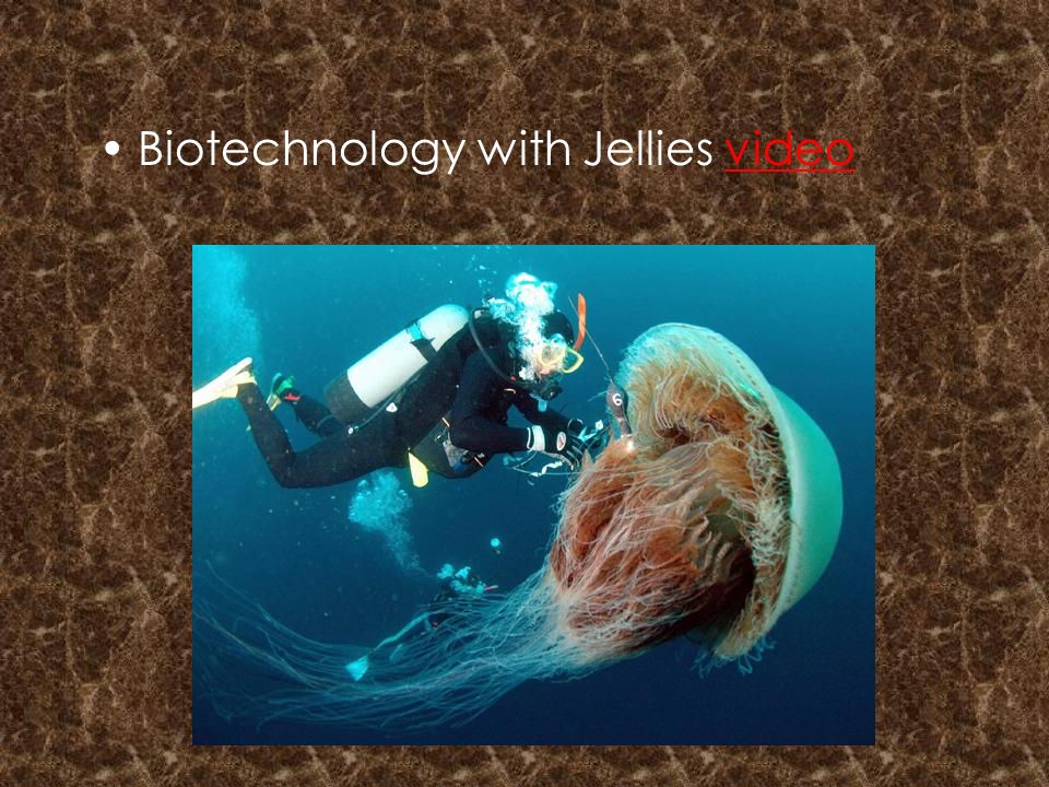 Biotechnology with Jellies video