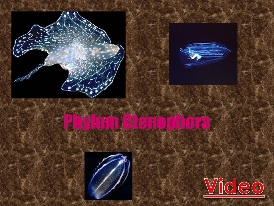 Phylum Ctenophora Video