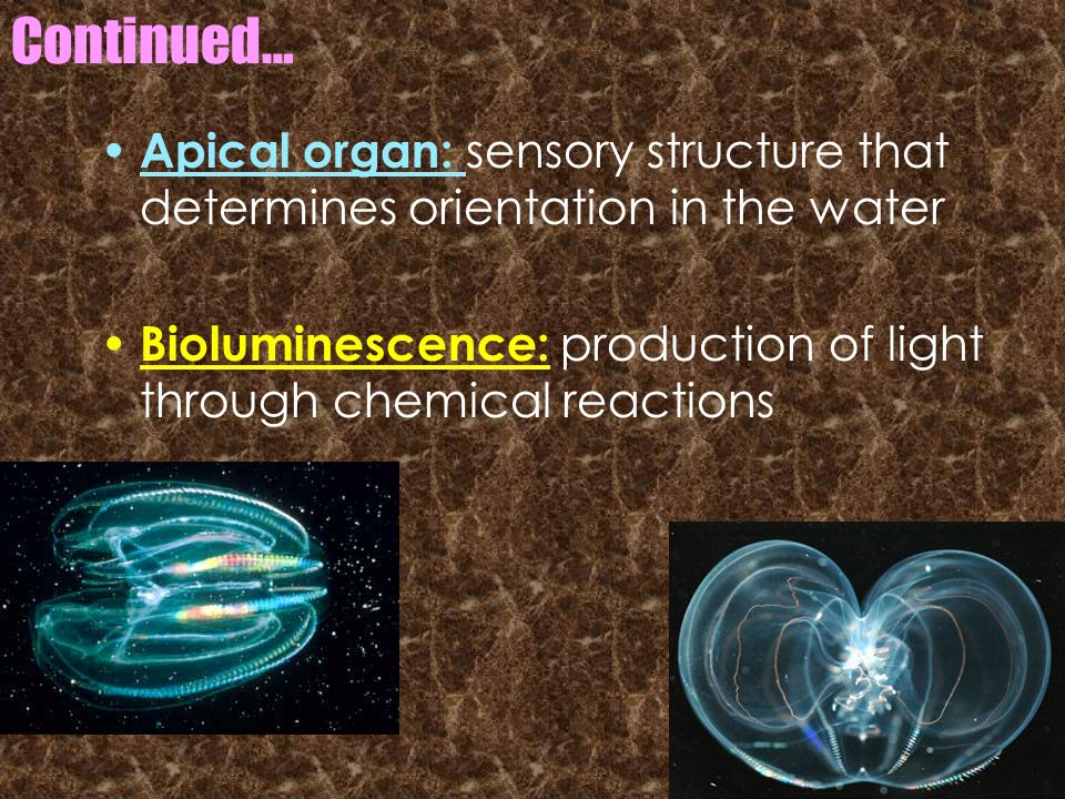 Continued… Apical organ: sensory structure that determines orientation in the water.