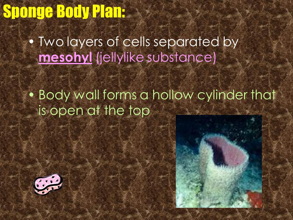 Sponge Body Plan: Two layers of cells separated by mesohyl (jellylike substance) Body wall forms a hollow cylinder that is open at the top.