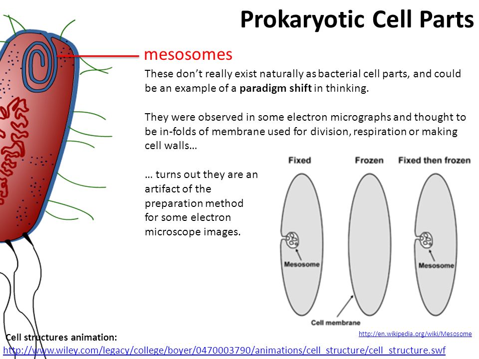 Prokaryotes Stephen Taylor  - ppt video online download