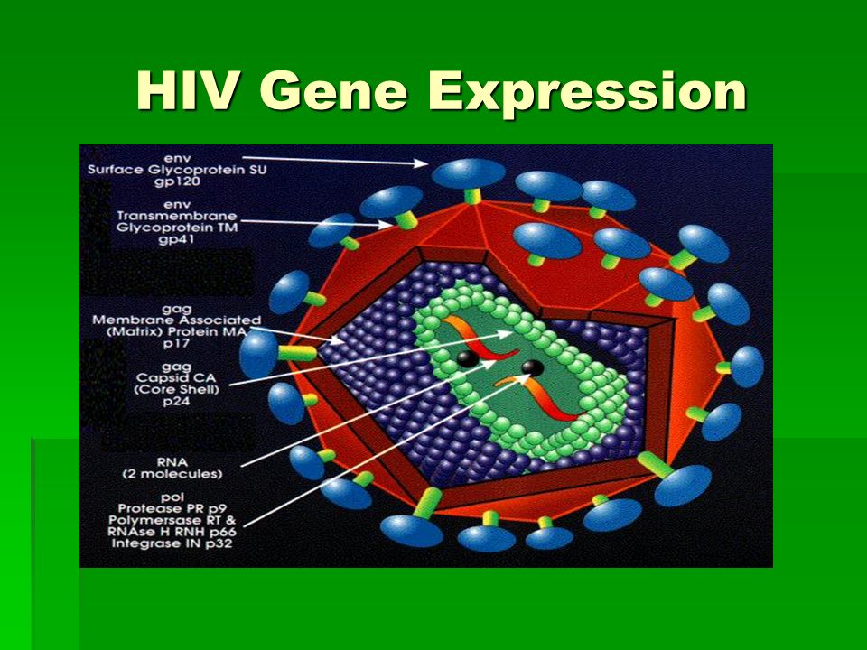 HIV Gene Expression