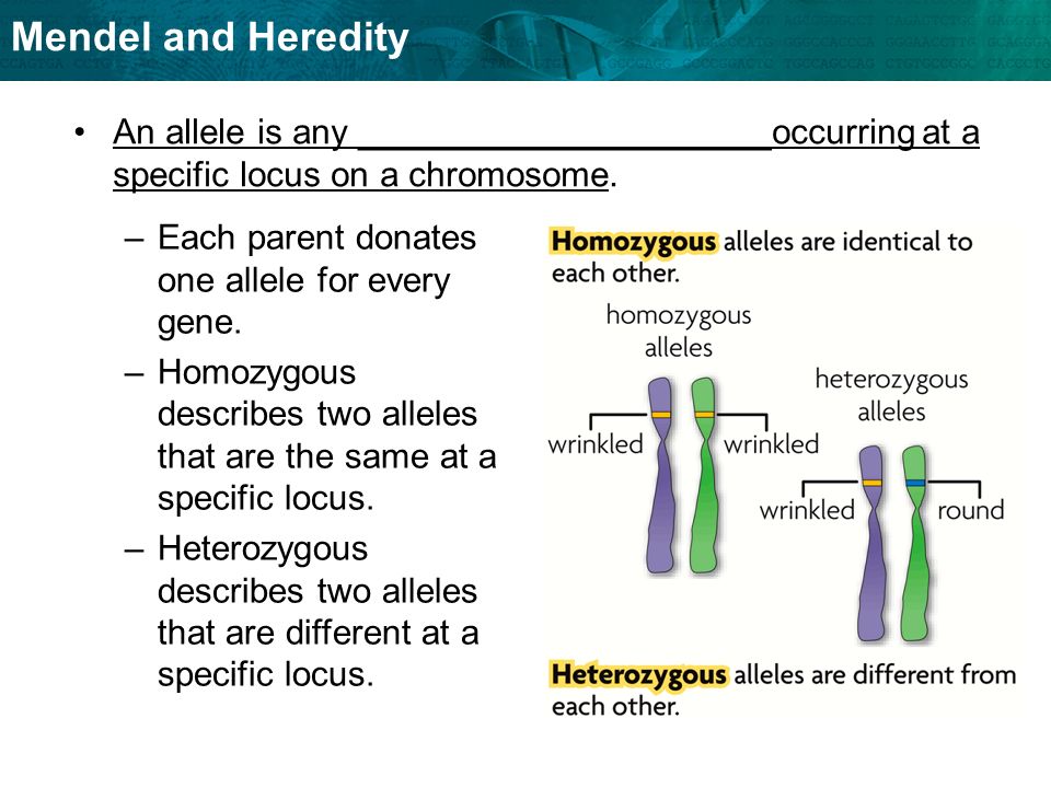 An allele is any _____________________occurring at a specific locus on a chromosome.