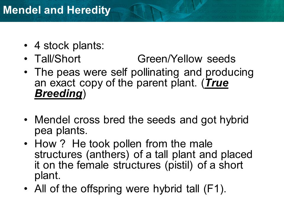 4 stock plants: Tall/Short Green/Yellow seeds. The peas were self pollinating and producing an exact copy of the parent plant. (True Breeding)