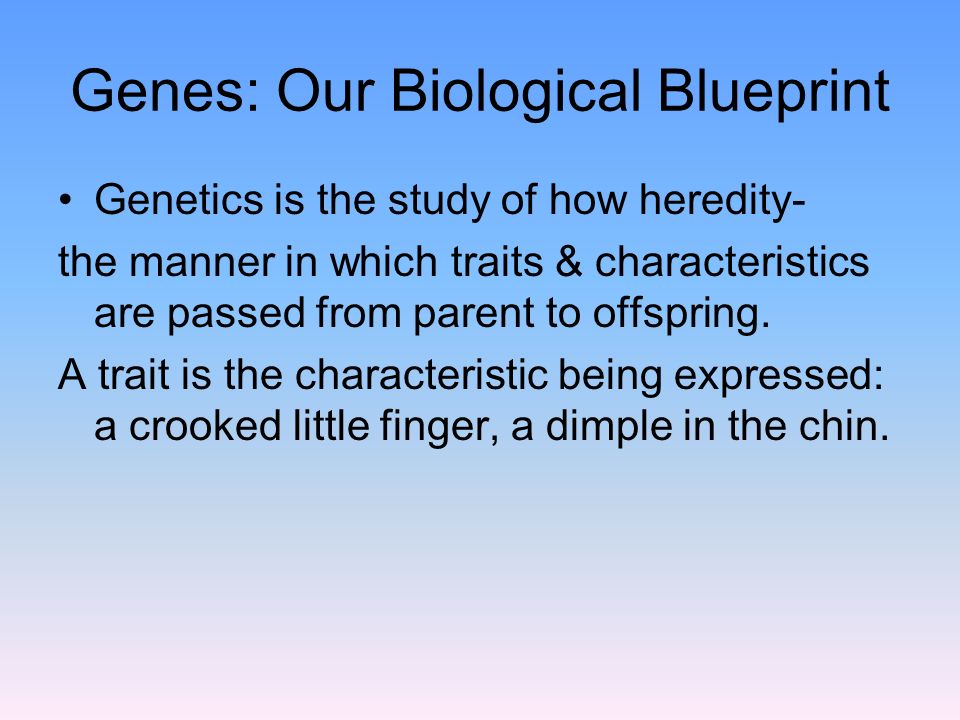 Genes: Our Biological Blueprint