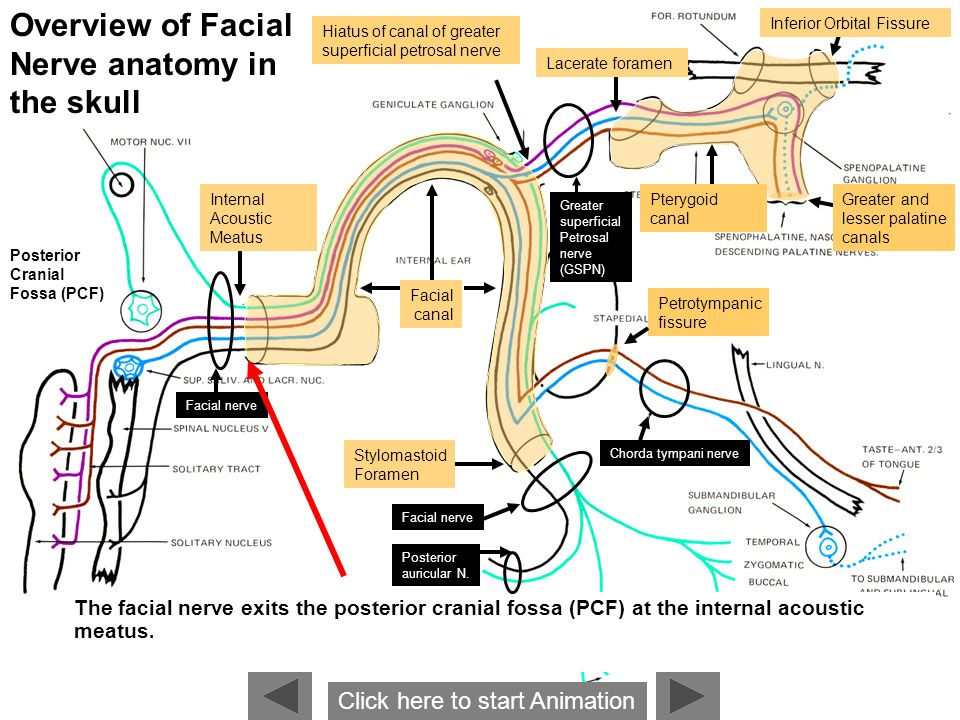 The Facial Nerve: Functional Components and Anatomy - ppt video online  download