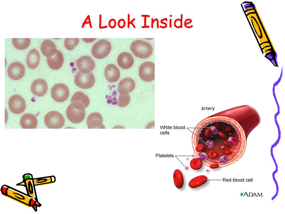 A Look Inside Platelets stick together to form clots (scabs)