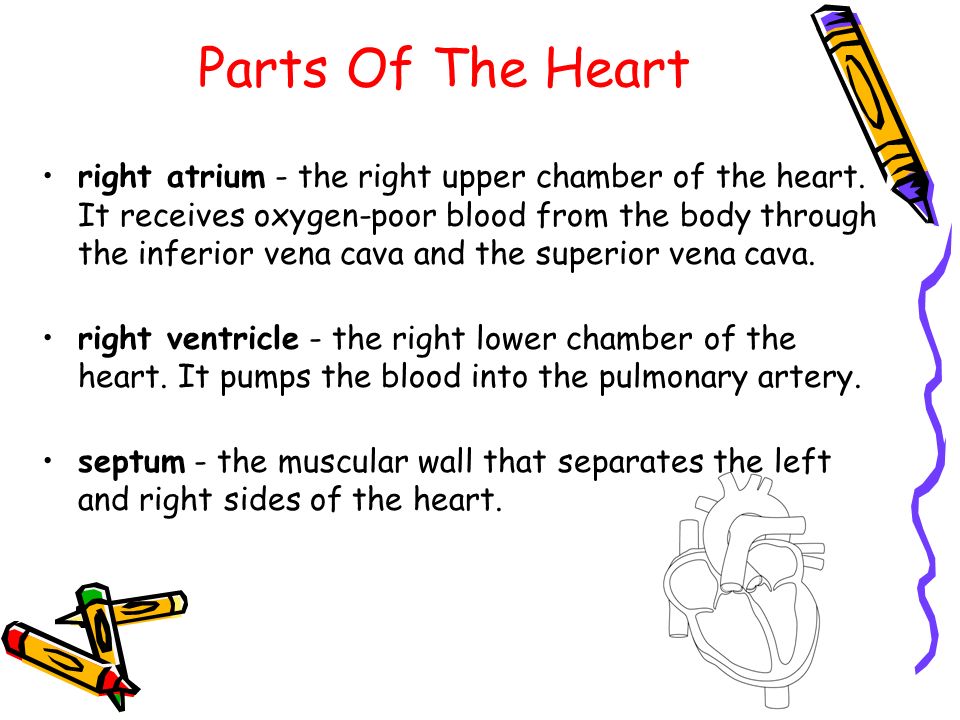Parts Of The Heart