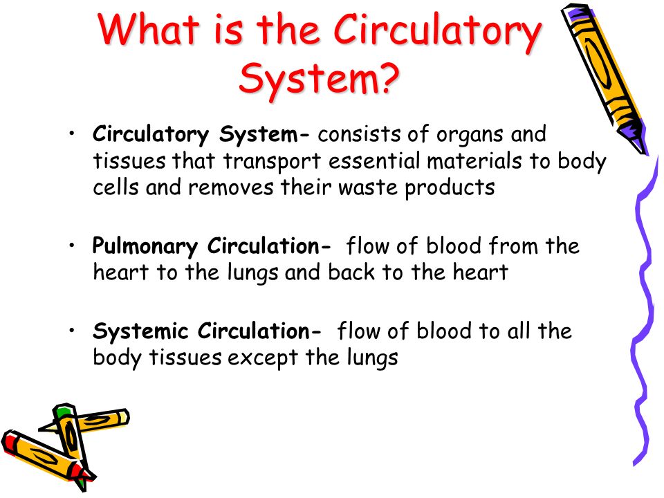 What is the Circulatory System