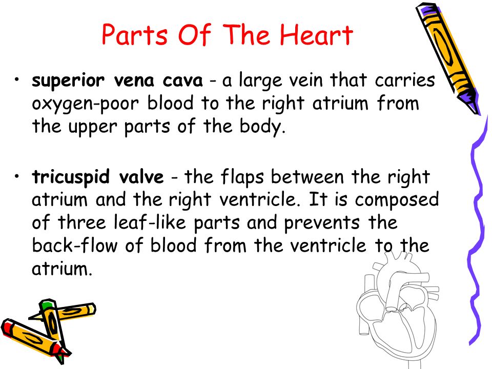 Parts Of The Heart superior vena cava - a large vein that carries oxygen-poor blood to the right atrium from the upper parts of the body.