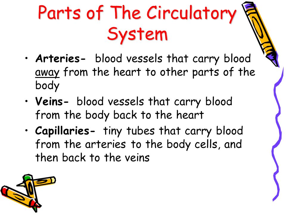 Parts of The Circulatory System