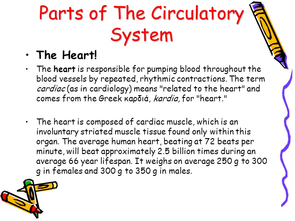 Parts of The Circulatory System
