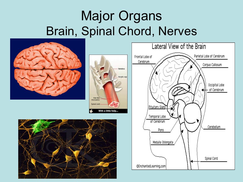 Spinal brain. Major Organs. Мозг и органы чувств. Органы головного мозга. Головной мозг органы чувств.