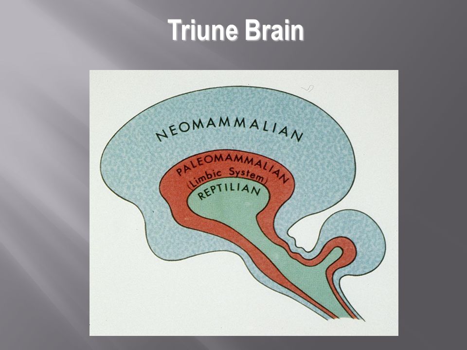 12 brains. Triune.
