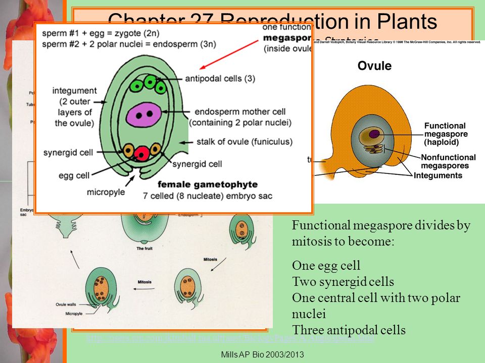 what is the function of antipodal cells
